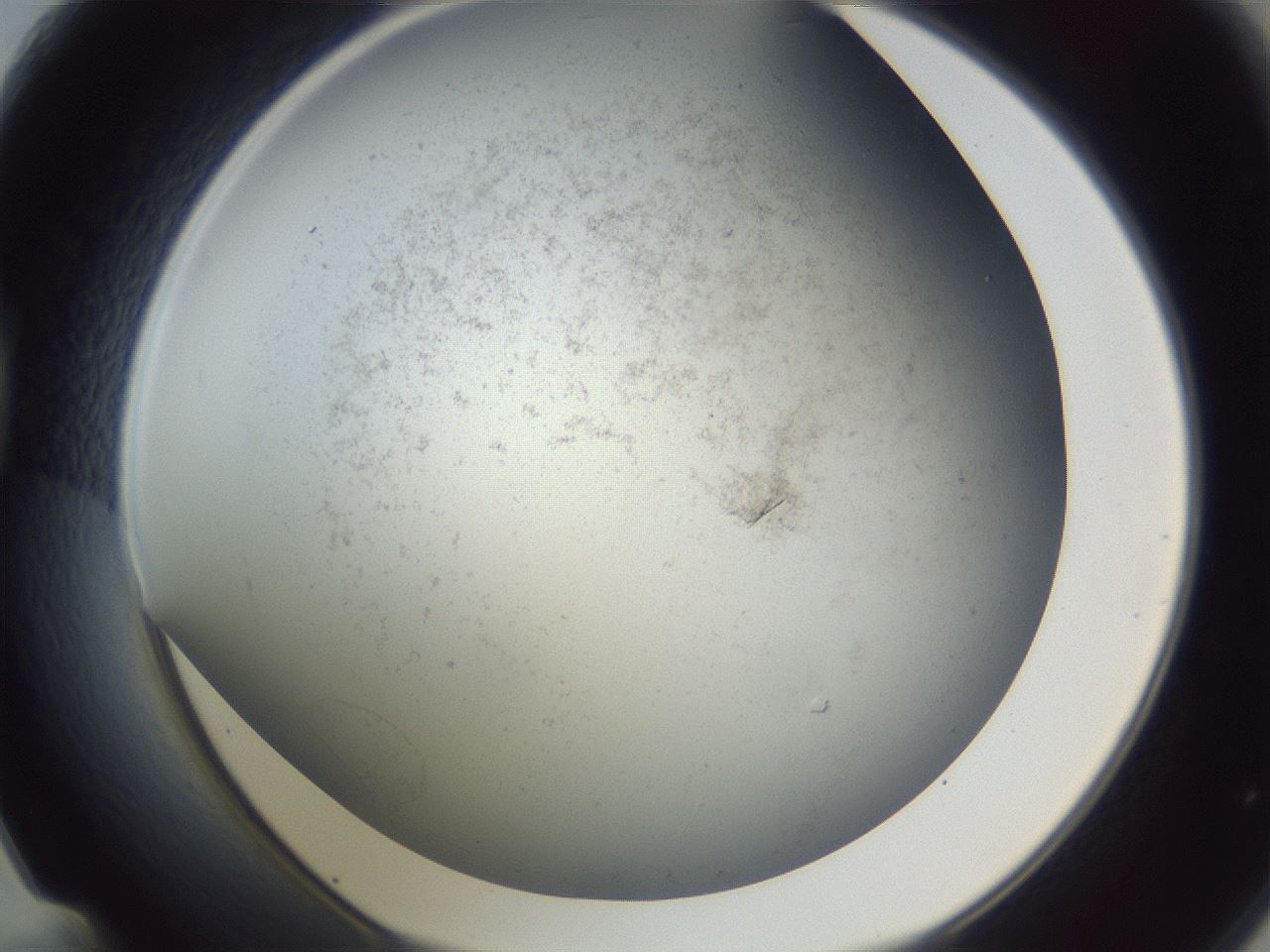 folderID369_plateID1369_batchID4733_wellNum48_profileID1_d1_r83295_ef.jpg
