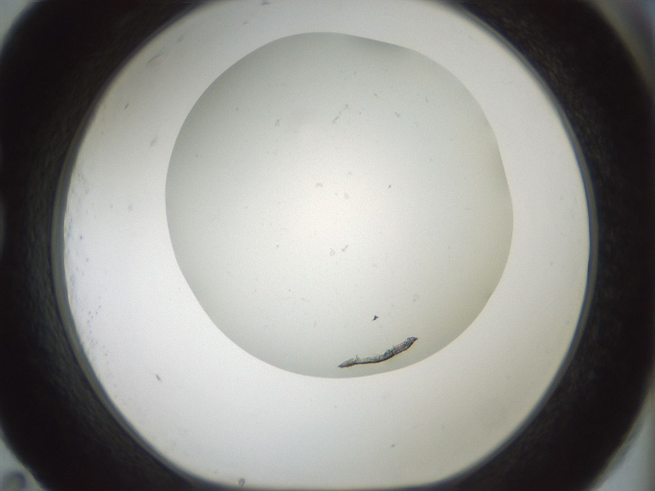 folderID370_plateID1370_batchID4736_wellNum83_profileID1_d1_r83618_ef.jpg
