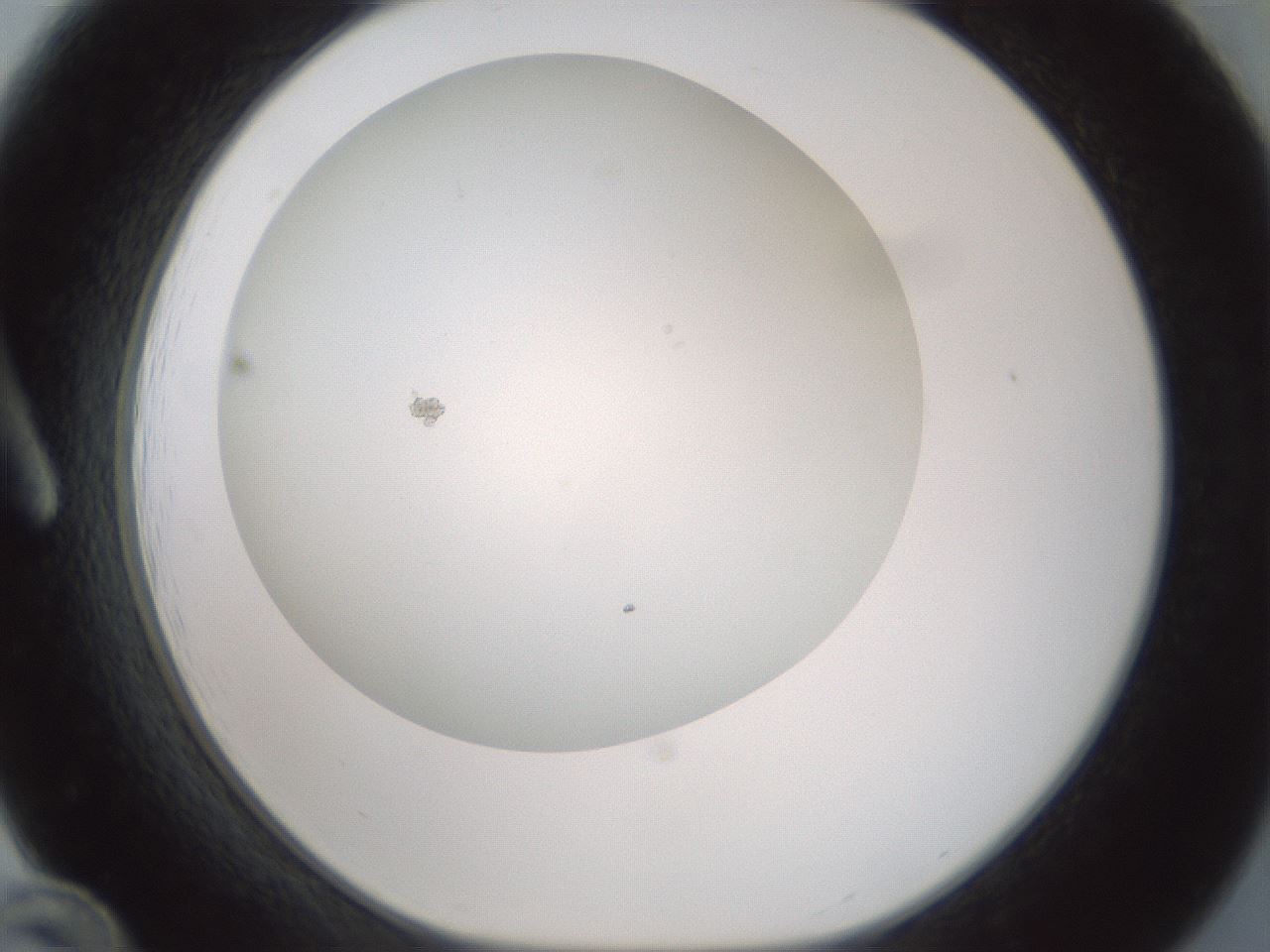 folderID370_plateID1370_batchID4736_wellNum12_profileID1_d1_r83547_ef.jpg