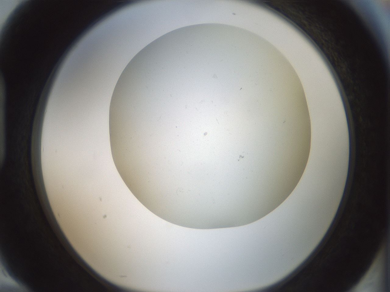 folderID370_plateID1370_batchID4736_wellNum94_profileID1_d1_r83629_ef.jpg