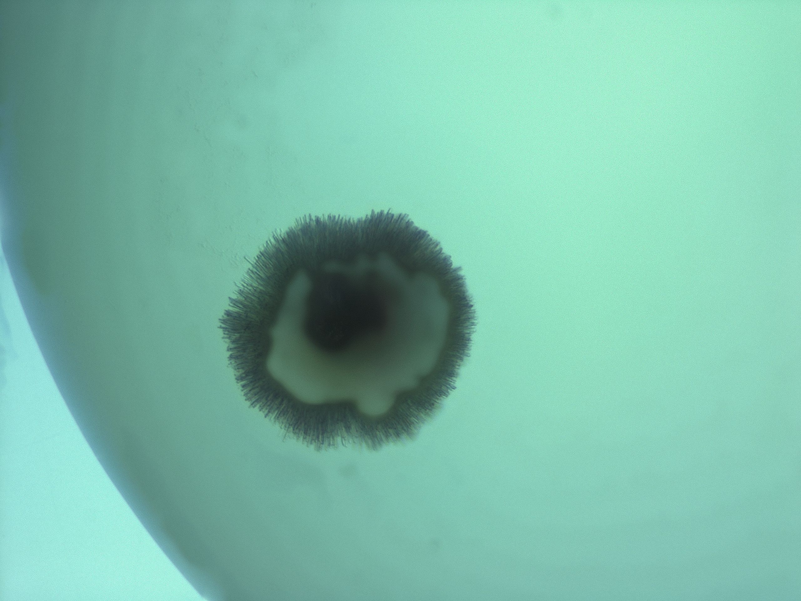 033p_A12_HighResolution_8.jpg