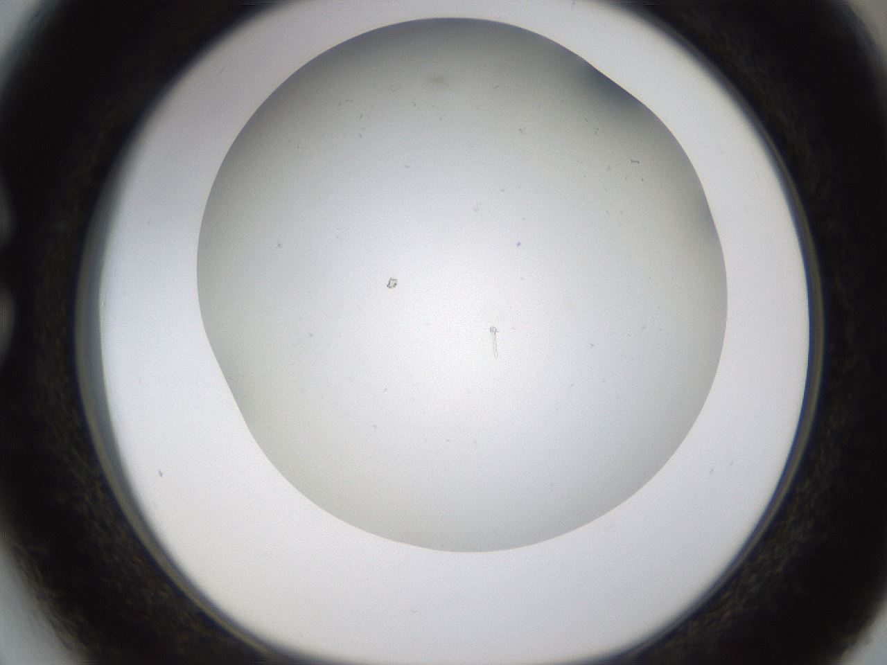 folderID371_plateID1371_batchID4735_wellNum27_profileID1_d1_r83466_ef.jpg
