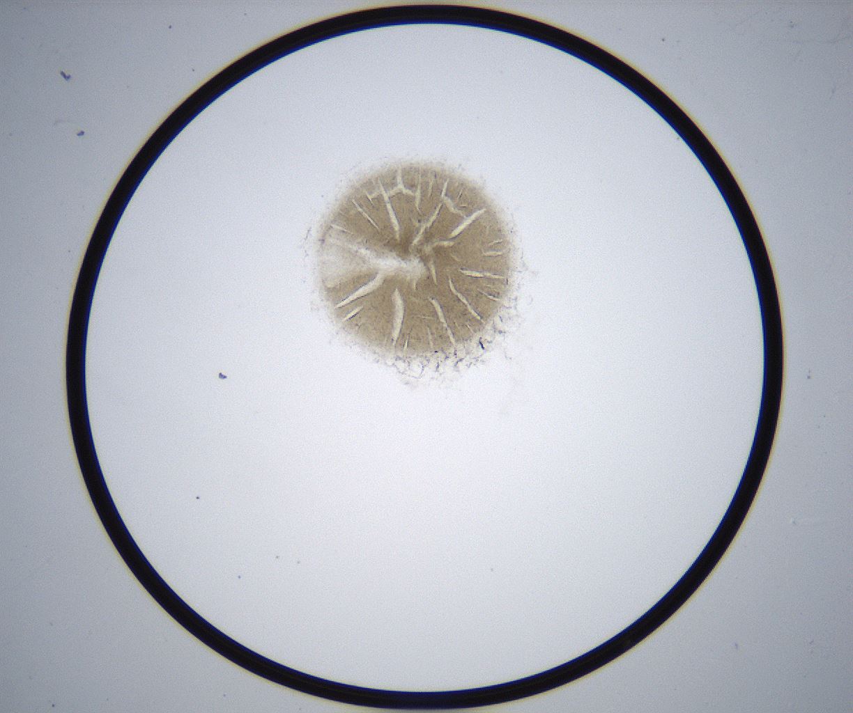 folderID370_plateID2370_batchID11110_wellNum91_profileID1_d1_r169879_ef.jpg