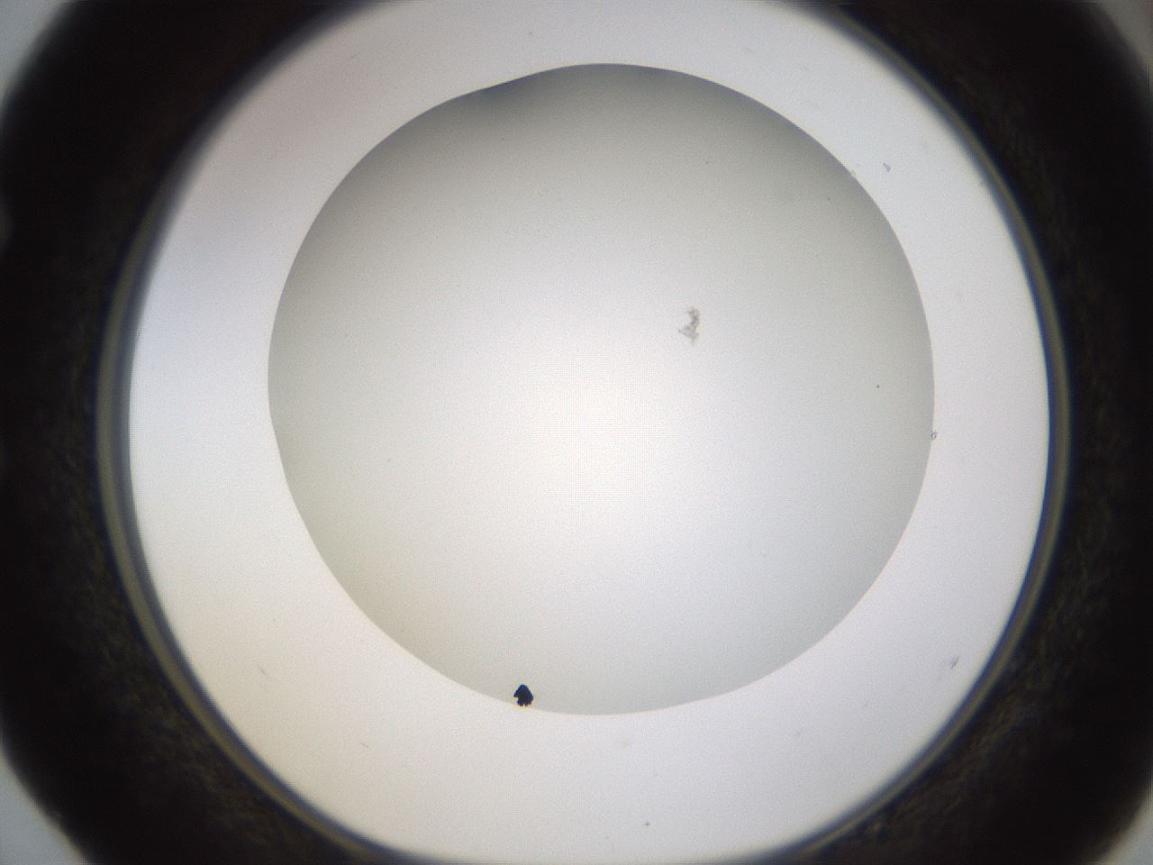 folderID371_plateID1371_batchID4735_wellNum52_profileID1_d1_r83491_ef.jpg