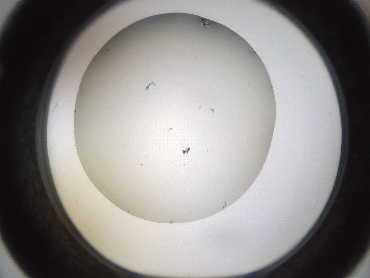 folderID371_plateID1371_batchID4735_wellNum67_profileID1_d1_r83506_ef.jpg