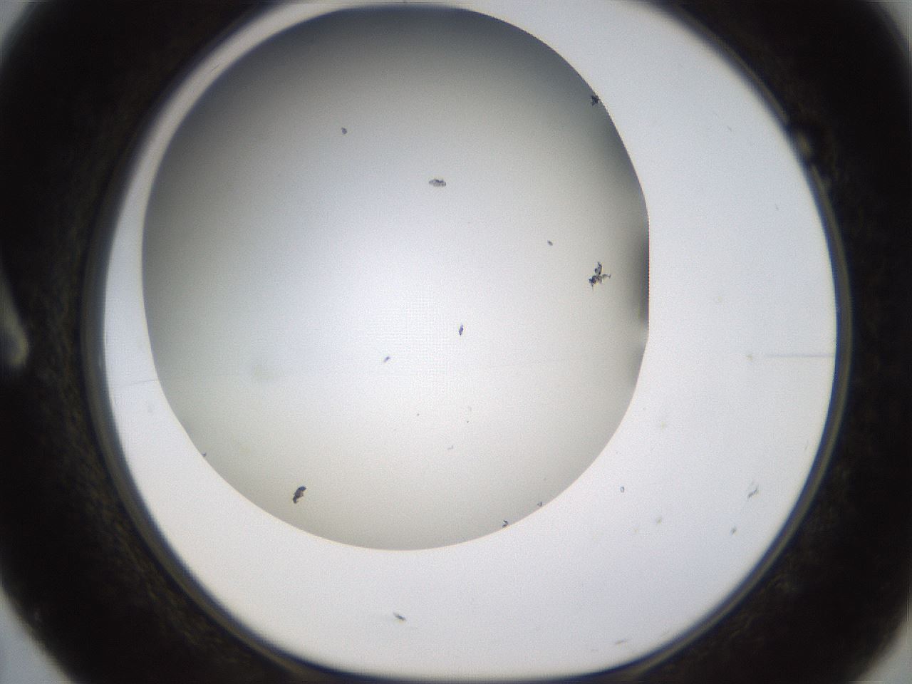 folderID371_plateID1371_batchID4735_wellNum7_profileID1_d1_r83446_ef.jpg