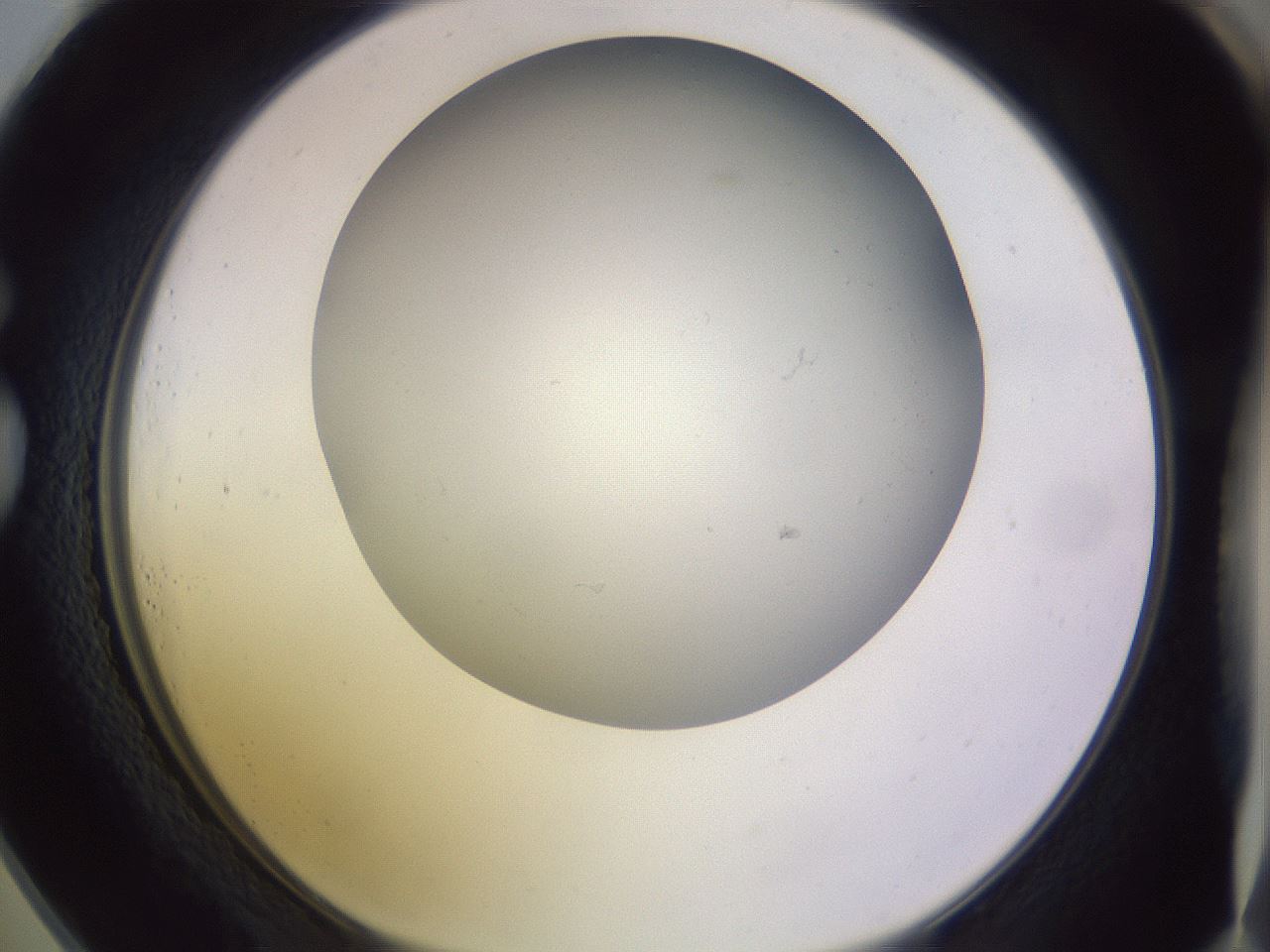 folderID372_plateID1372_batchID4734_wellNum73_profileID1_d1_r83416_ef.jpg