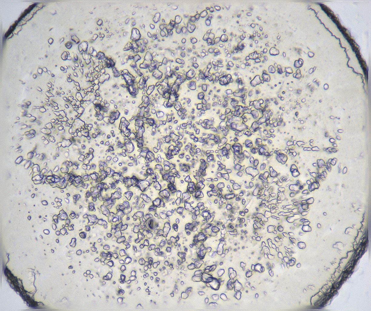 folderID372_plateID2372_batchID11116_wellNum94_profileID1_d1_r171037_ef.jpg