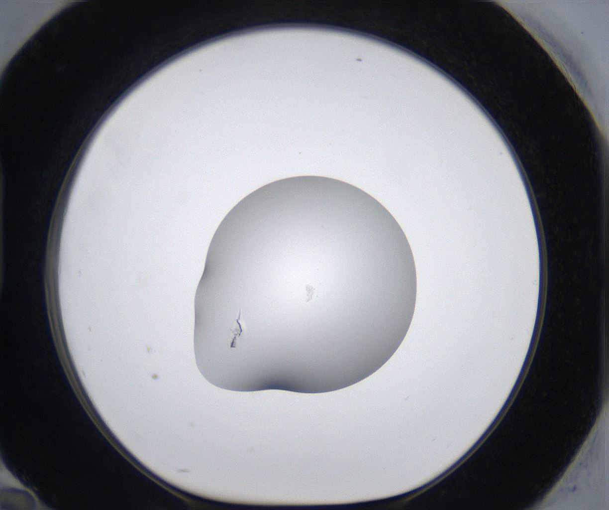 folderID373_plateID2373_batchID11191_wellNum94_profileID1_d1_r175360_ef.jpg