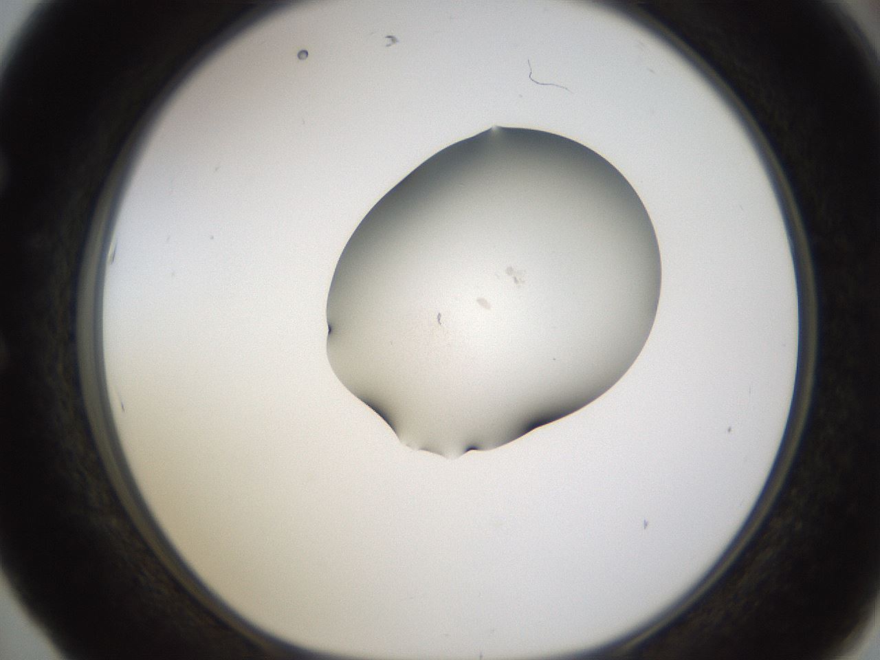 folderID374_plateID1374_batchID4962_wellNum53_profileID1_d1_r83684_ef.jpg