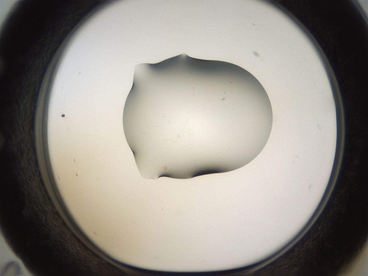 folderID374_plateID1374_batchID4962_wellNum59_profileID1_d1_r83690_ef.jpg