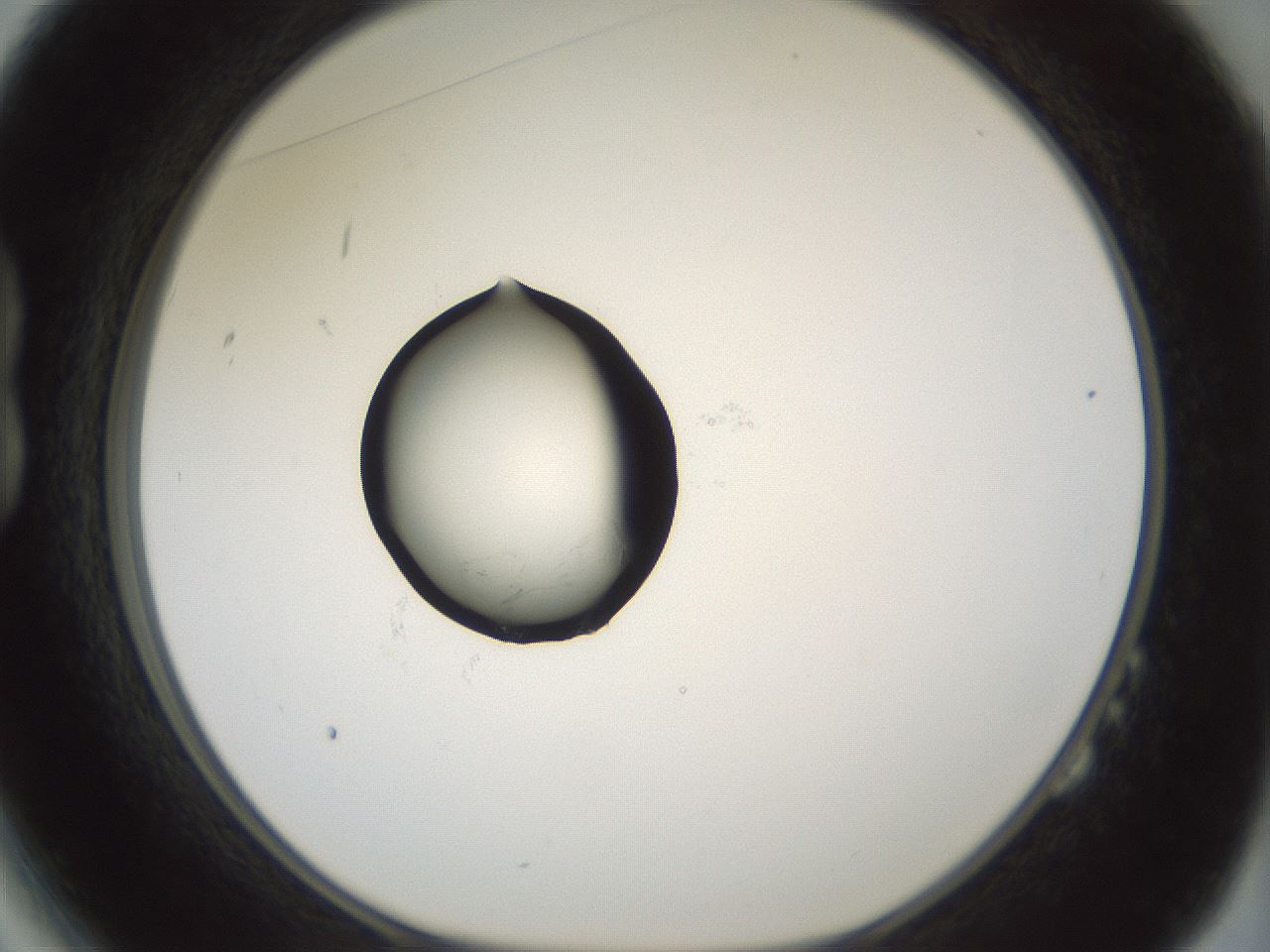 folderID375_plateID1375_batchID4963_wellNum14_profileID1_d1_r83741_ef.jpg