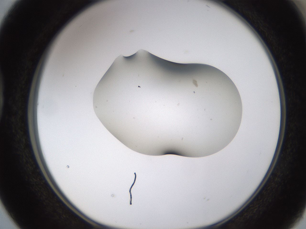 folderID376_plateID1376_batchID4964_wellNum38_profileID1_d1_r83861_ef.jpg