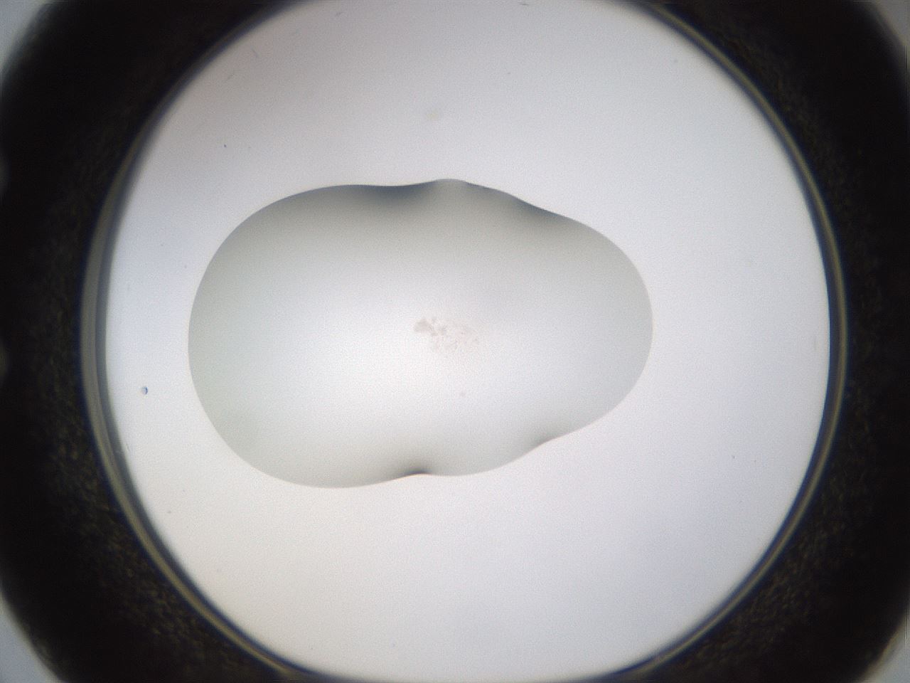 folderID376_plateID1376_batchID4964_wellNum50_profileID1_d1_r83873_ef.jpg