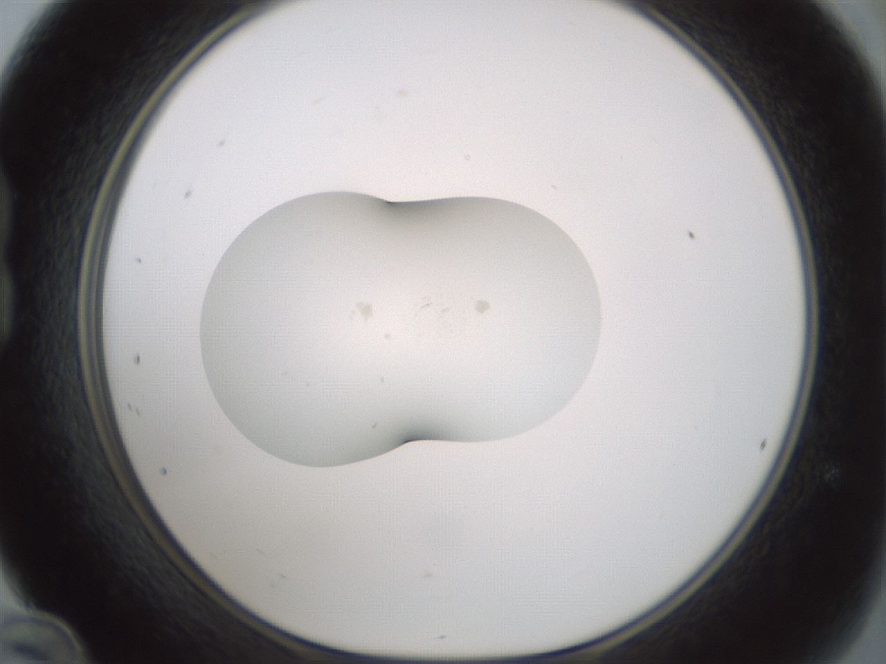 folderID377_plateID1377_batchID4965_wellNum24_profileID1_d1_r83943_ef.jpg