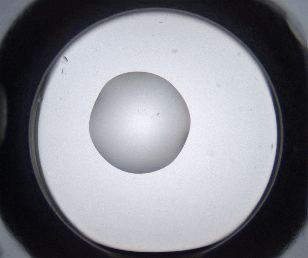 folderID377_plateID2377_batchID11227_wellNum42_profileID1_d1_r175692_ef.jpg