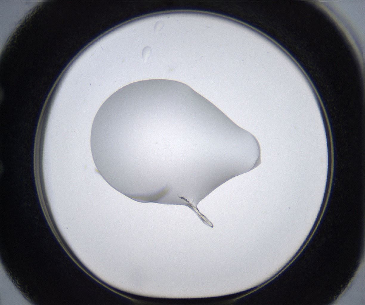 folderID377_plateID2377_batchID11227_wellNum50_profileID1_d1_r175700_ef.jpg