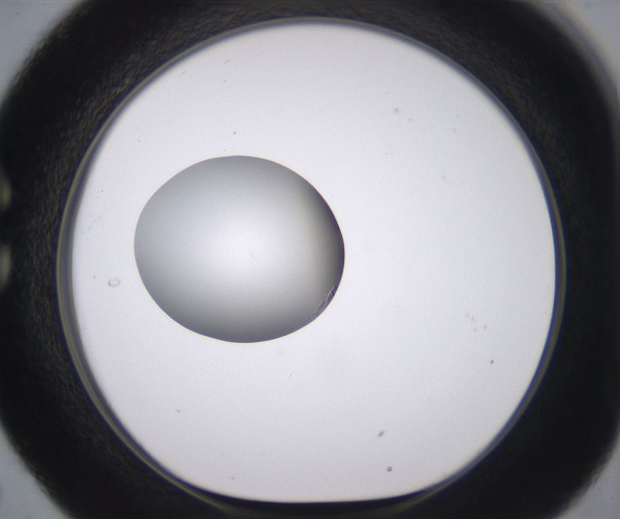 folderID379_plateID2379_batchID11224_wellNum29_profileID1_d1_r175391_ef.jpg