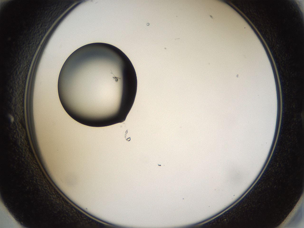 folderID37_plateID1037_batchID2104_wellNum59_profileID1_d2_r46077_ef.jpg