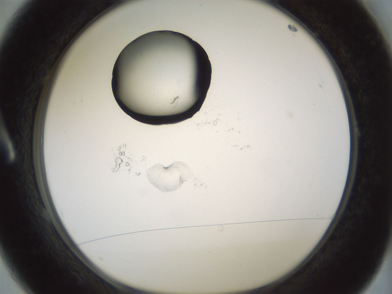 folderID381_plateID1381_batchID4970_wellNum1_profileID1_d1_r84304_ef.jpg