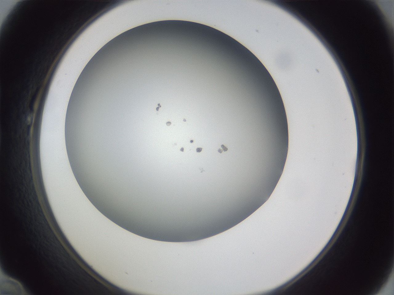 folderID384_plateID1384_batchID4986_wellNum22_profileID1_d1_r84613_ef.jpg