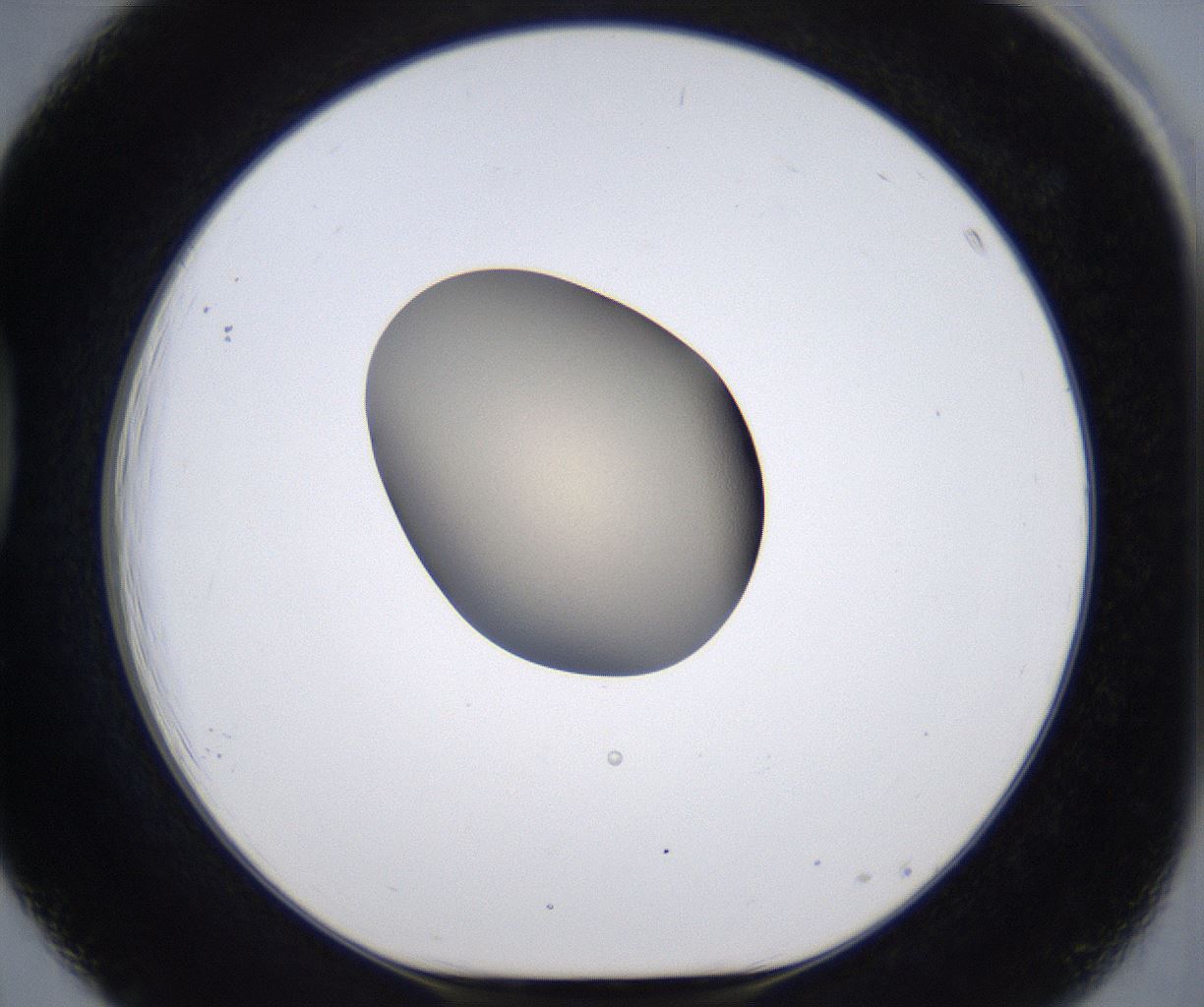 folderID388_plateID2388_batchID11270_wellNum39_profileID1_d1_r176265_ef.jpg