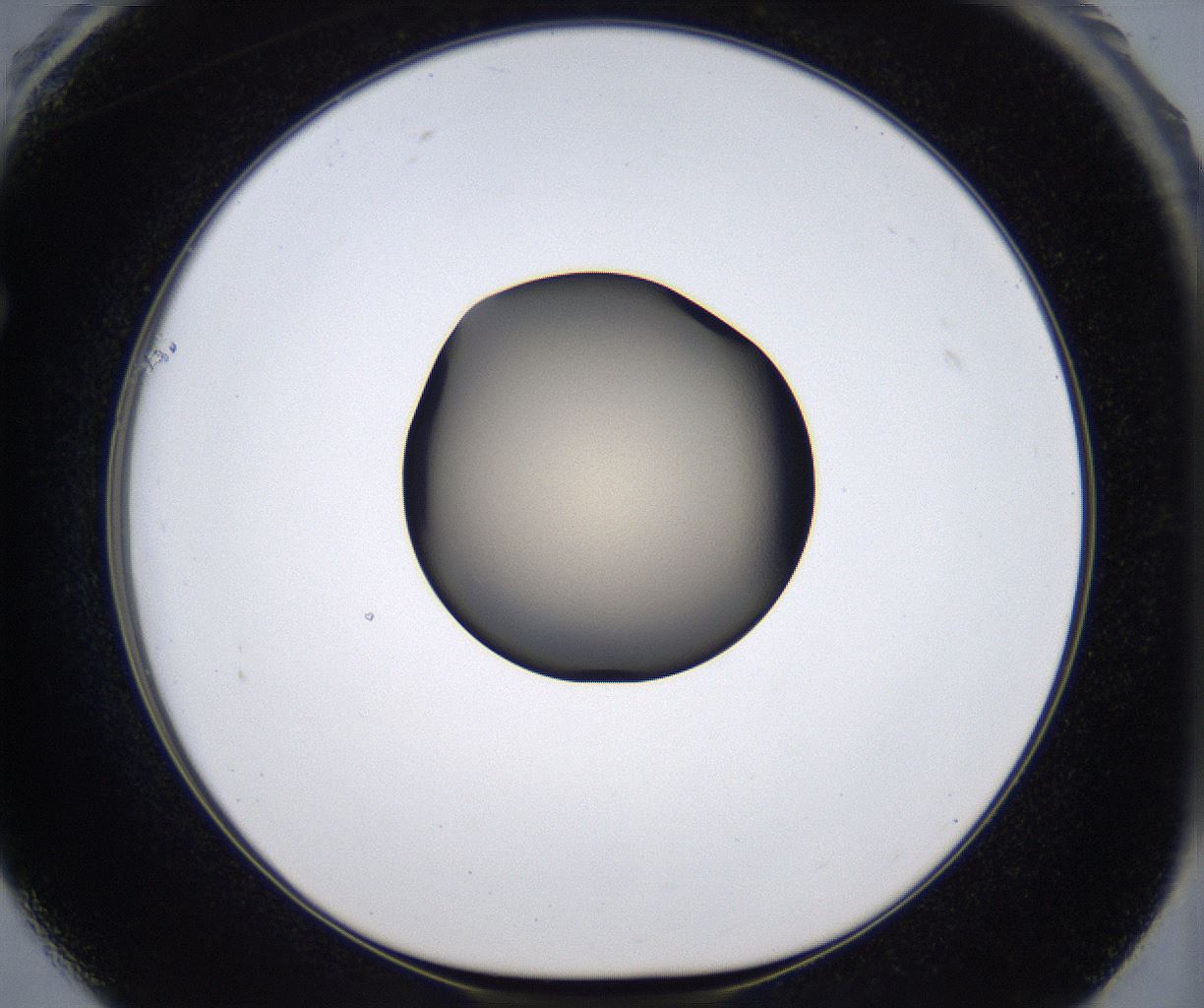 folderID388_plateID2388_batchID11270_wellNum61_profileID1_d1_r176287_ef.jpg
