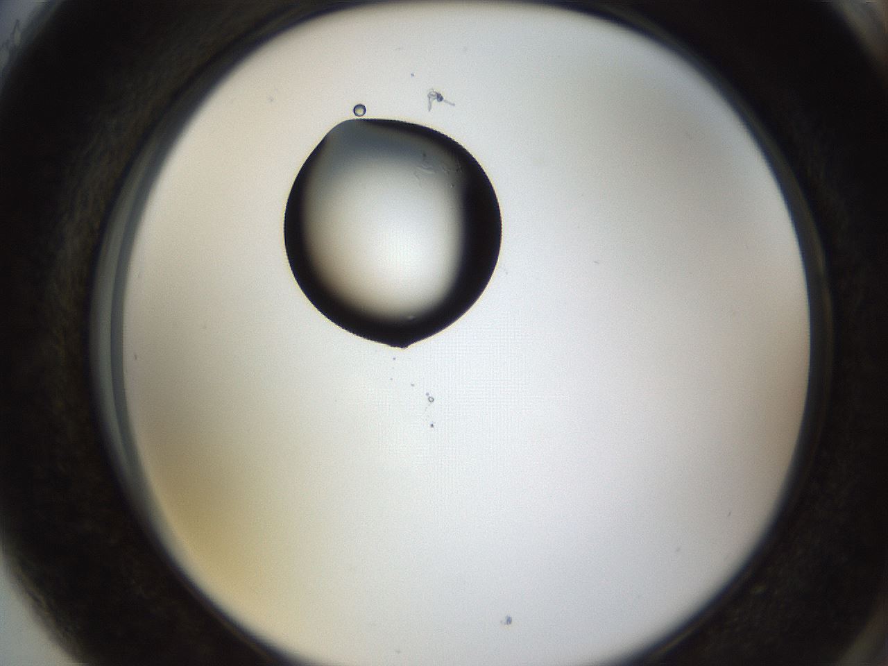 folderID38_plateID1038_batchID2105_wellNum89_profileID1_d2_r46521_ef.jpg