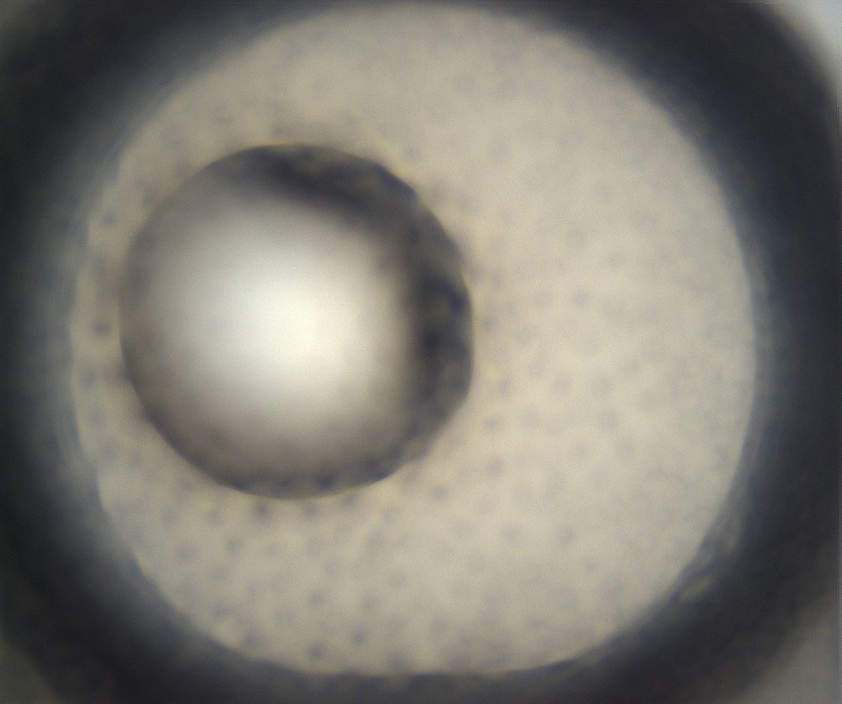 folderID393_plateID2393_batchID11277_wellNum82_profileID1_d1_r177172_ef.jpg