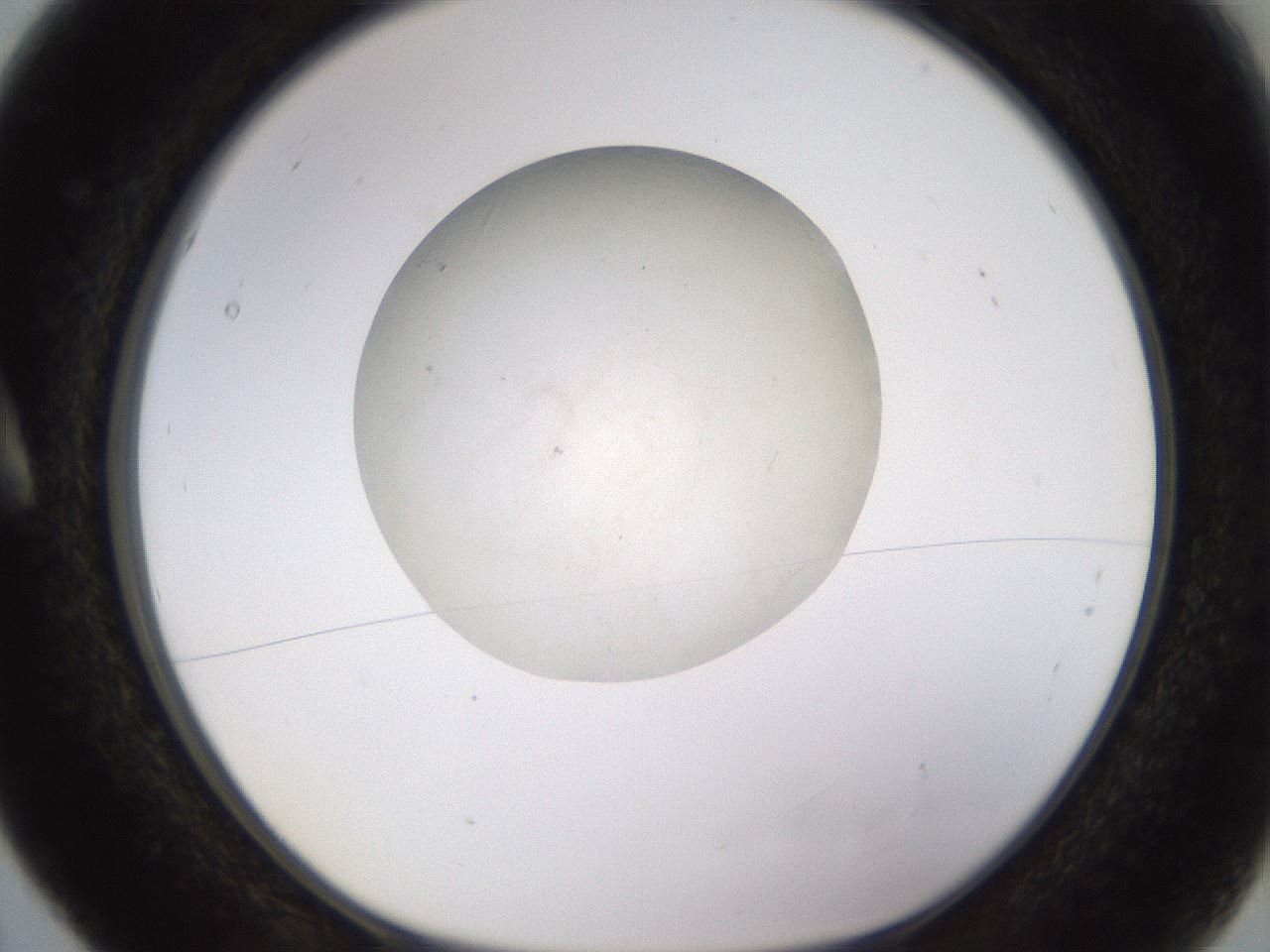 folderID395_plateID1395_batchID5058_wellNum5_profileID1_d1_r85654_ef.jpg