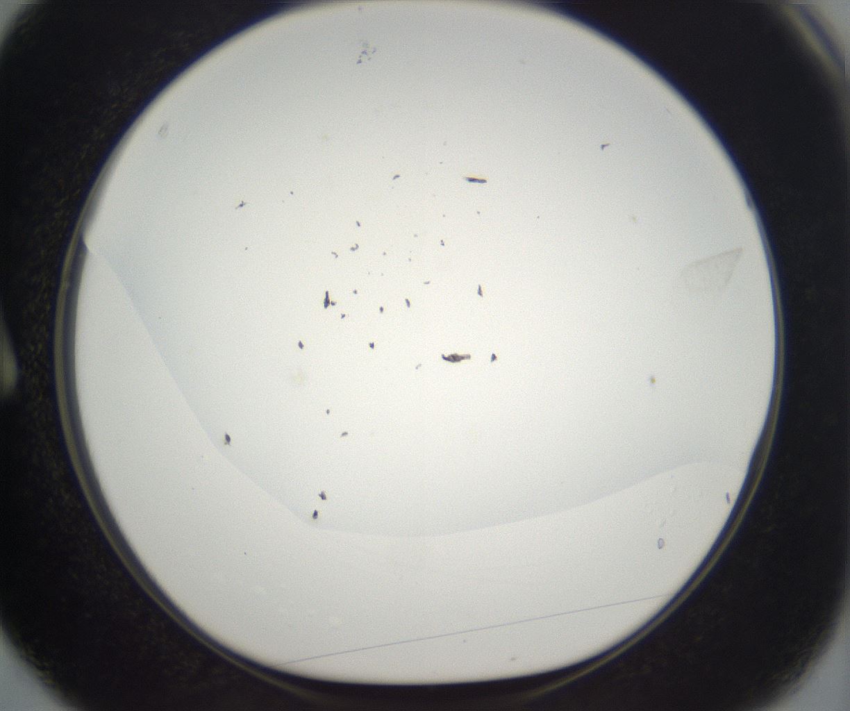 folderID395_plateID2395_batchID11264_wellNum3_profileID1_d1_r177381_ef.jpg