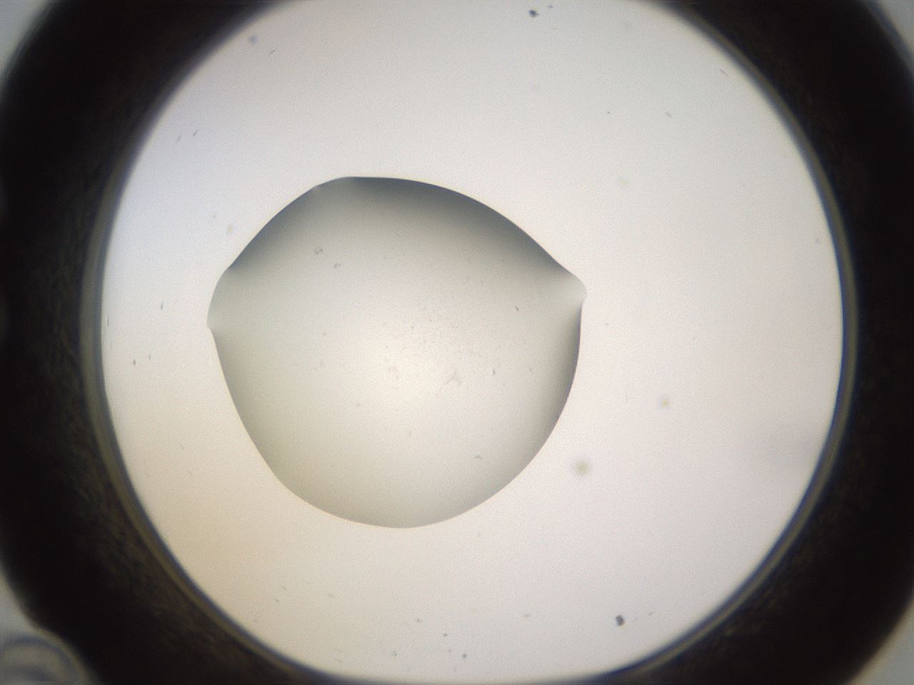 folderID397_plateID1397_batchID5053_wellNum34_profileID1_d1_r85203_ef.jpg
