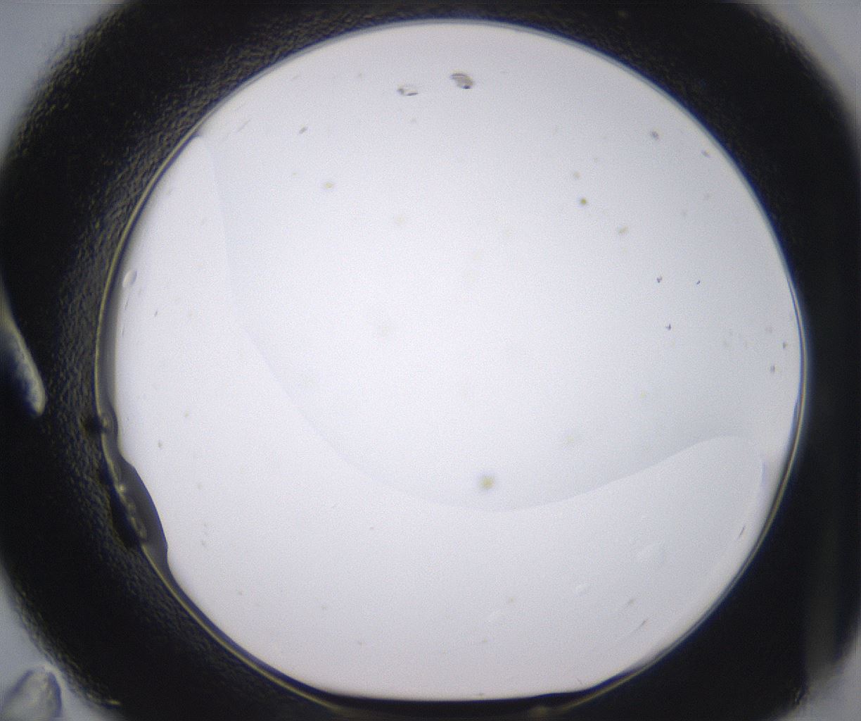 folderID398_plateID2398_batchID11263_wellNum11_profileID1_d1_r177197_ef.jpg