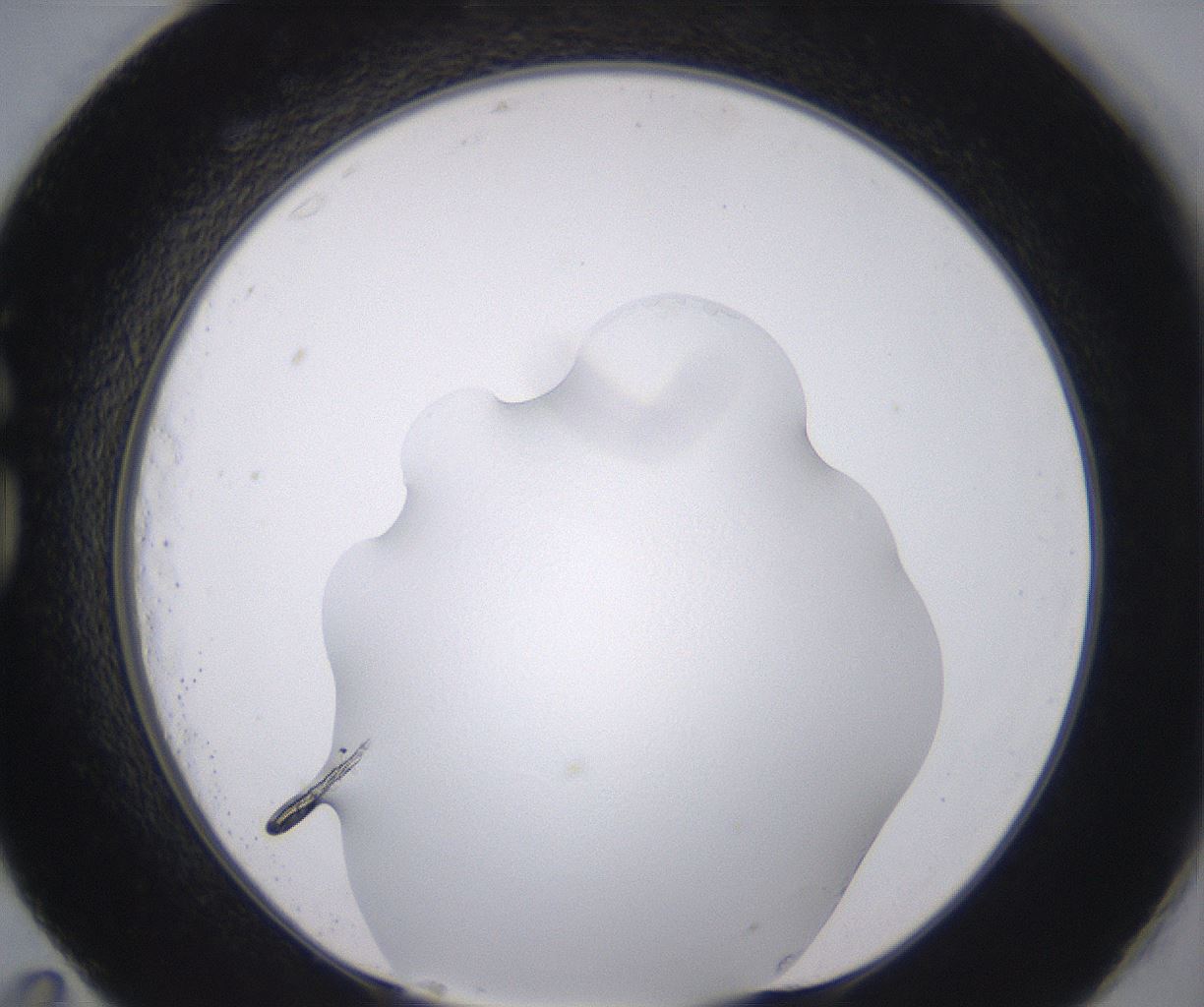 folderID398_plateID2398_batchID11263_wellNum83_profileID1_d1_r177269_ef.jpg