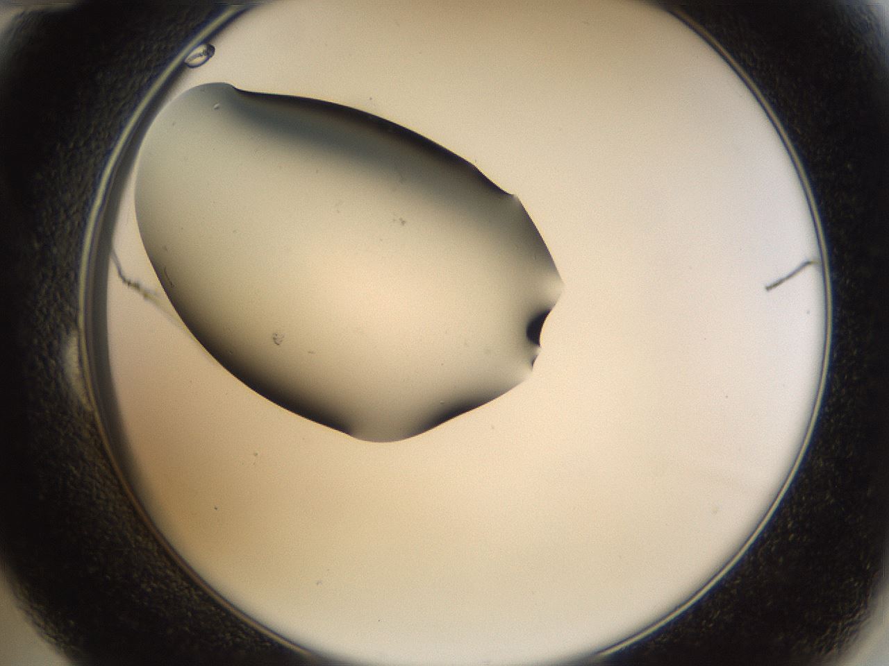 folderID39_plateID1039_batchID2095_wellNum24_profileID1_d2_r45239_ef.jpg