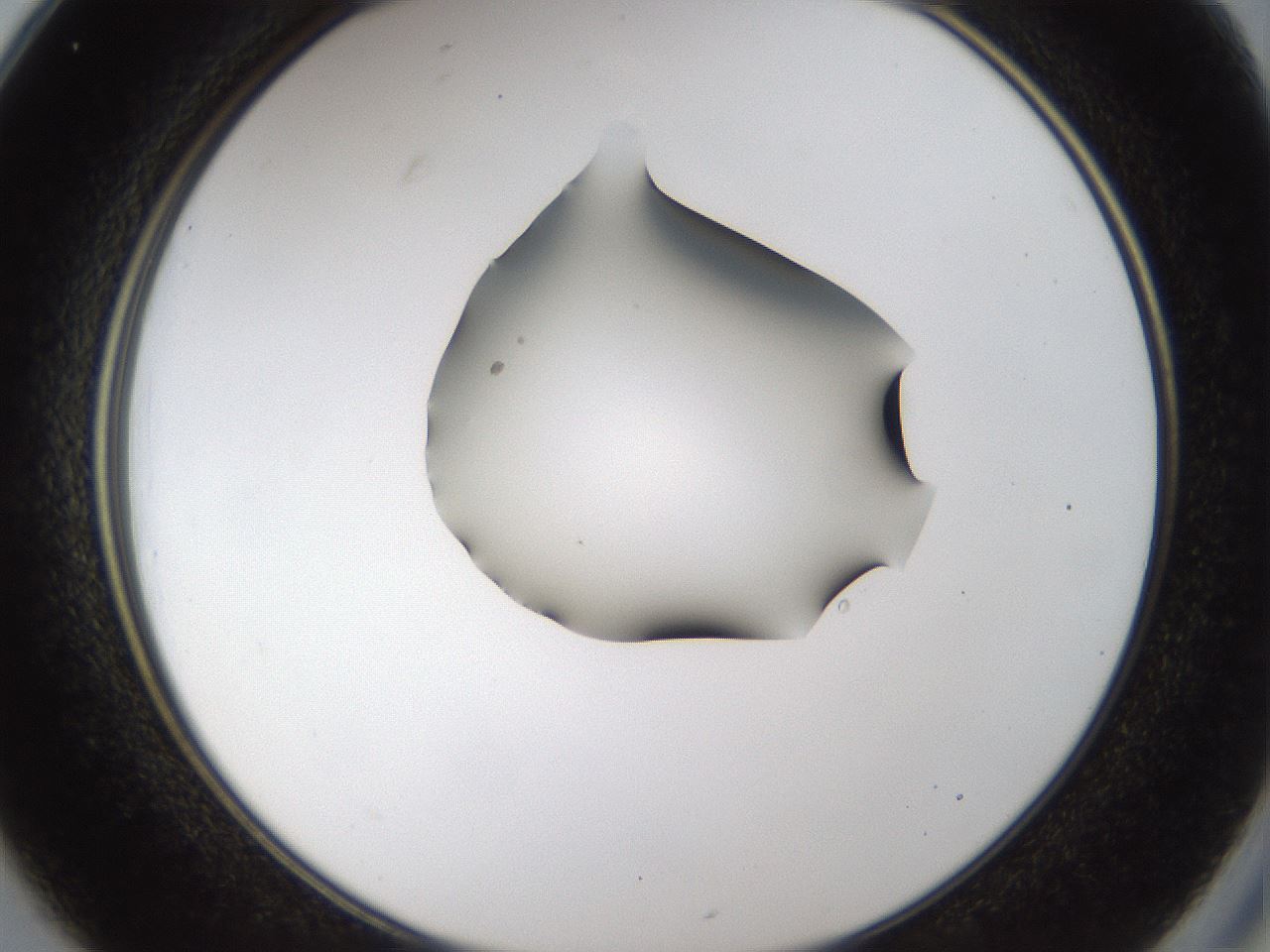 folderID39_plateID1039_batchID2095_wellNum25_profileID1_d2_r45241_ef.jpg