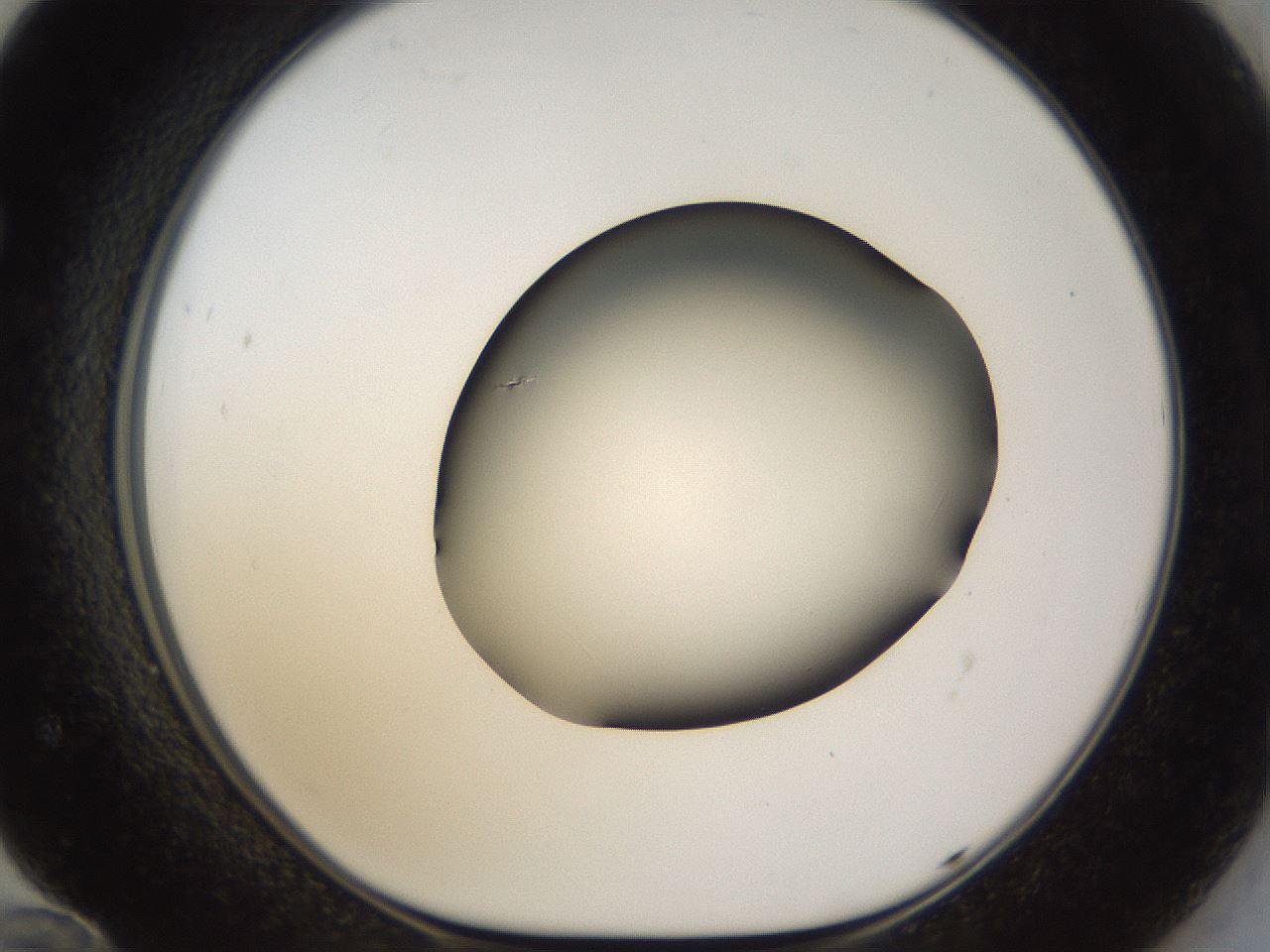 folderID39_plateID1039_batchID2095_wellNum72_profileID1_d1_r45334_ef.jpg