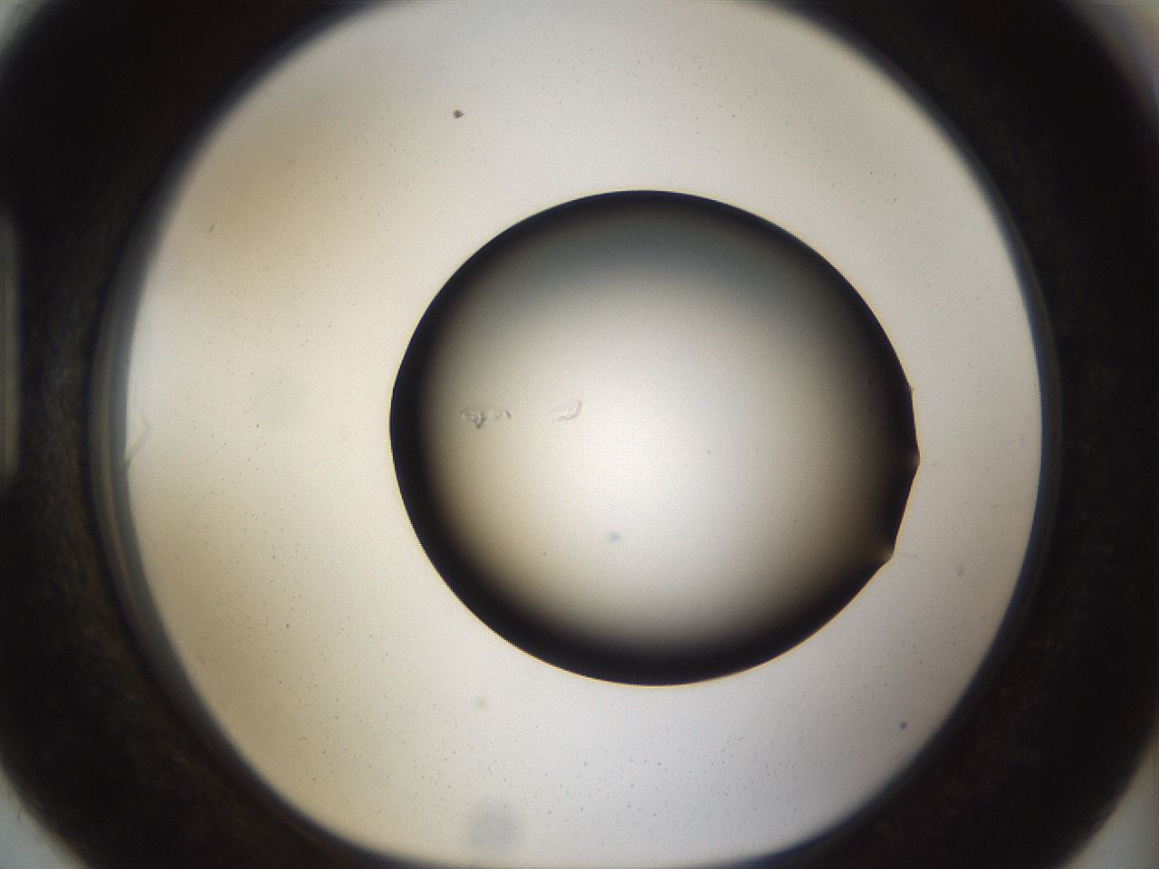 folderID39_plateID1039_batchID2095_wellNum90_profileID1_d1_r45370_ef.jpg