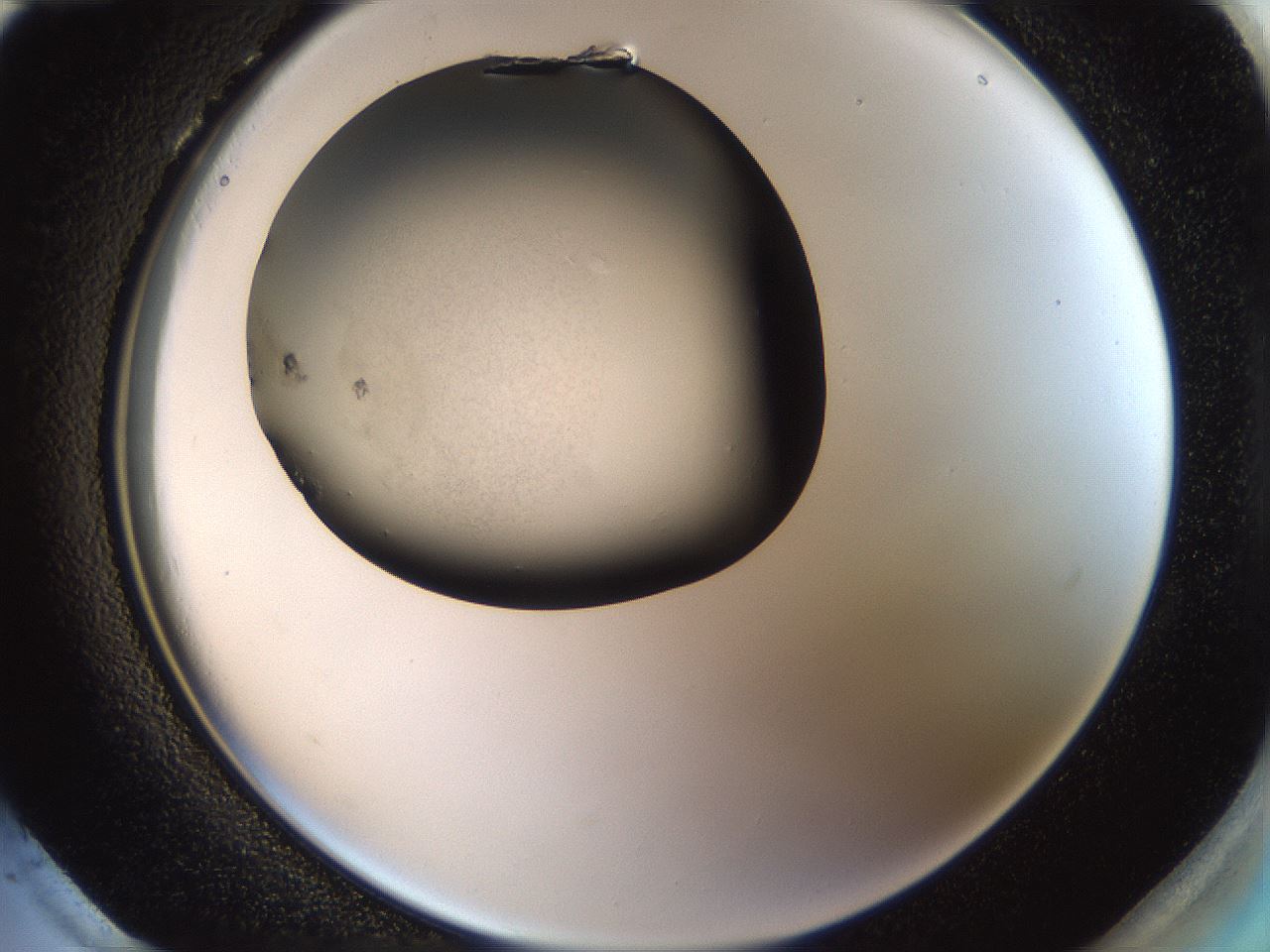 folderID39_plateID1039_batchID2095_wellNum96_profileID1_d2_r45383_ef.jpg