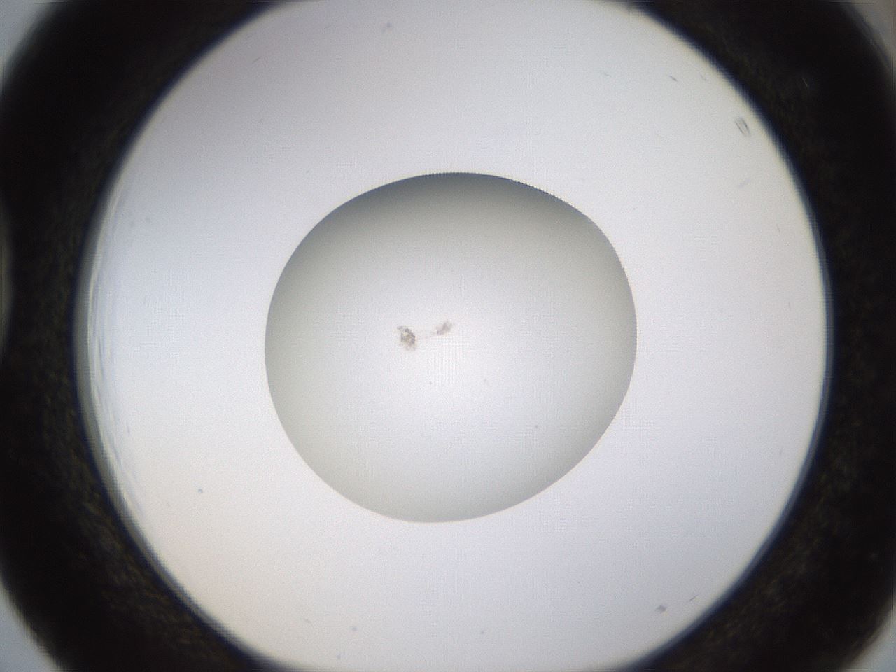 folderID400_plateID1400_batchID5057_wellNum39_profileID1_d1_r85592_ef.jpg