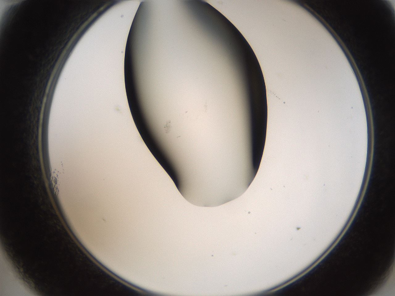 folderID401_plateID2401_batchID11542_wellNum11_profileID1_d2_r177592_ef.jpg