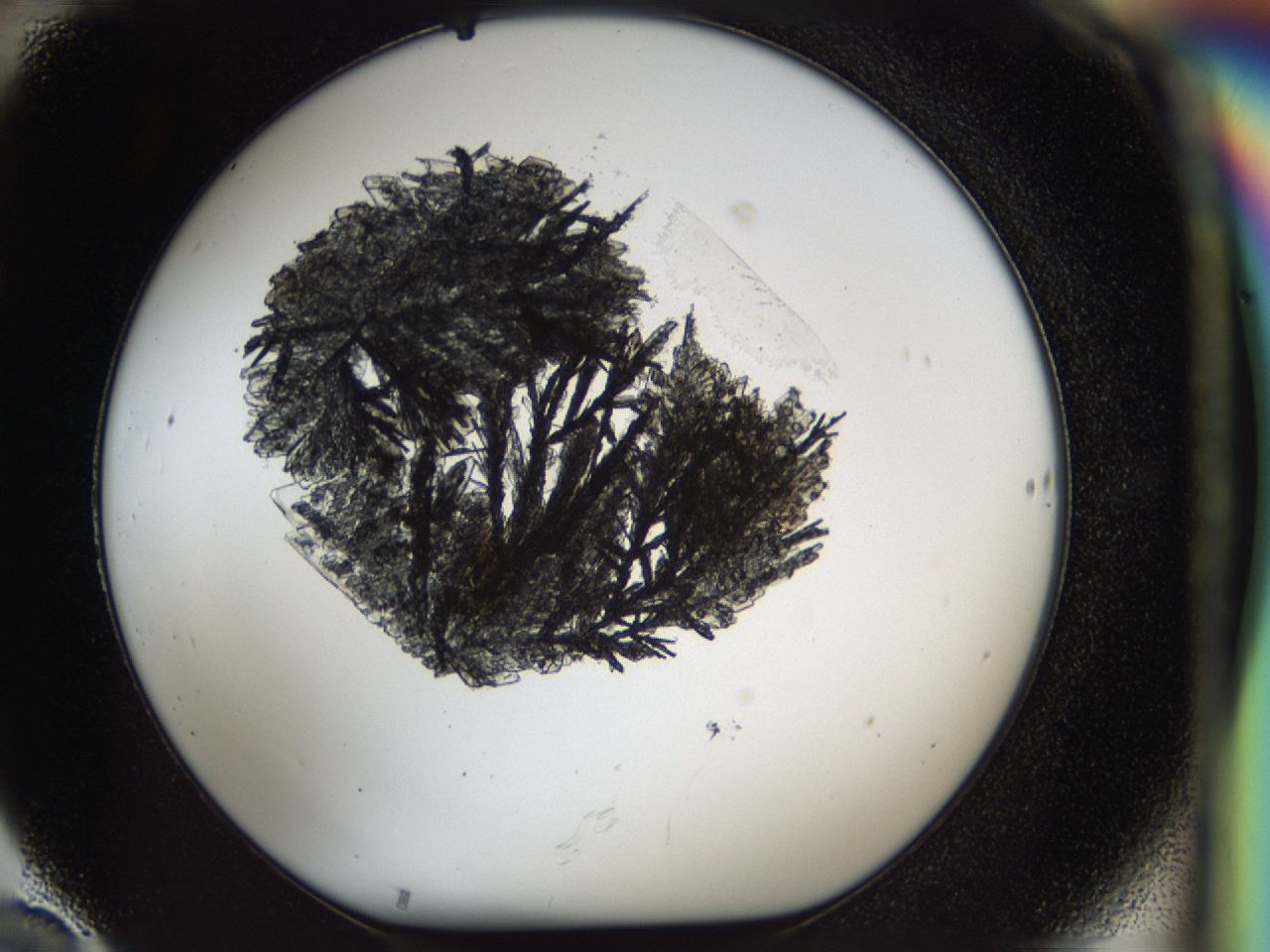037n_F10_ImagerDefaults_9.jpg