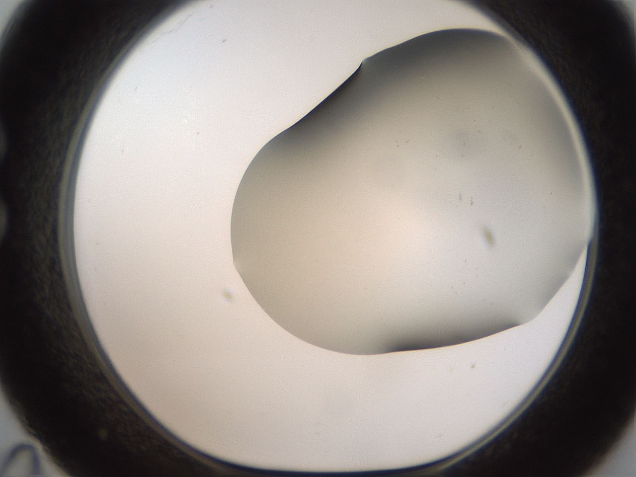 folderID401_plateID2401_batchID11542_wellNum35_profileID1_d1_r177639_ef.jpg