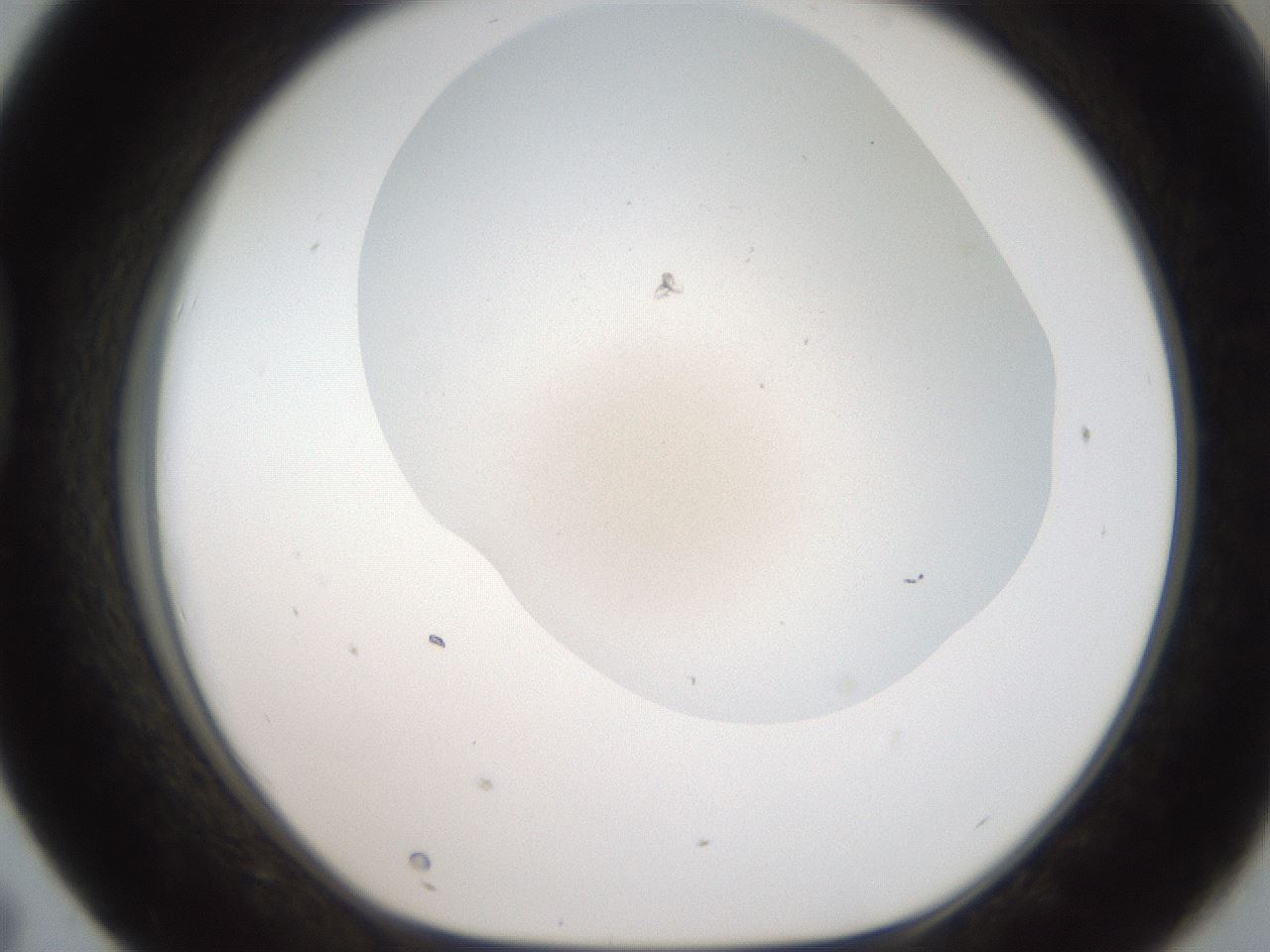 folderID401_plateID2401_batchID11542_wellNum43_profileID1_d1_r177655_ef.jpg