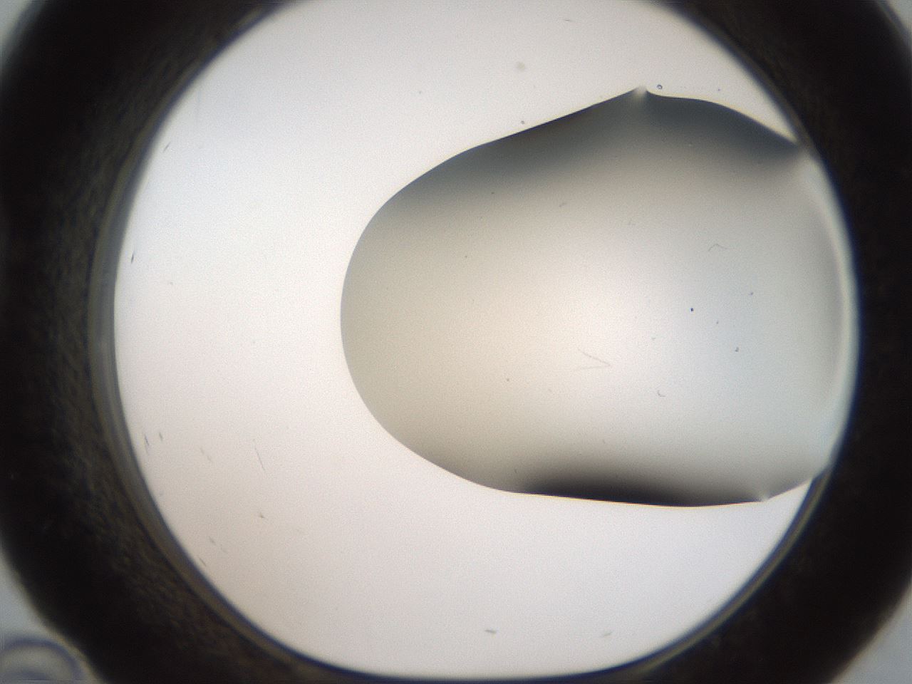 folderID401_plateID2401_batchID11542_wellNum46_profileID1_d1_r177661_ef.jpg