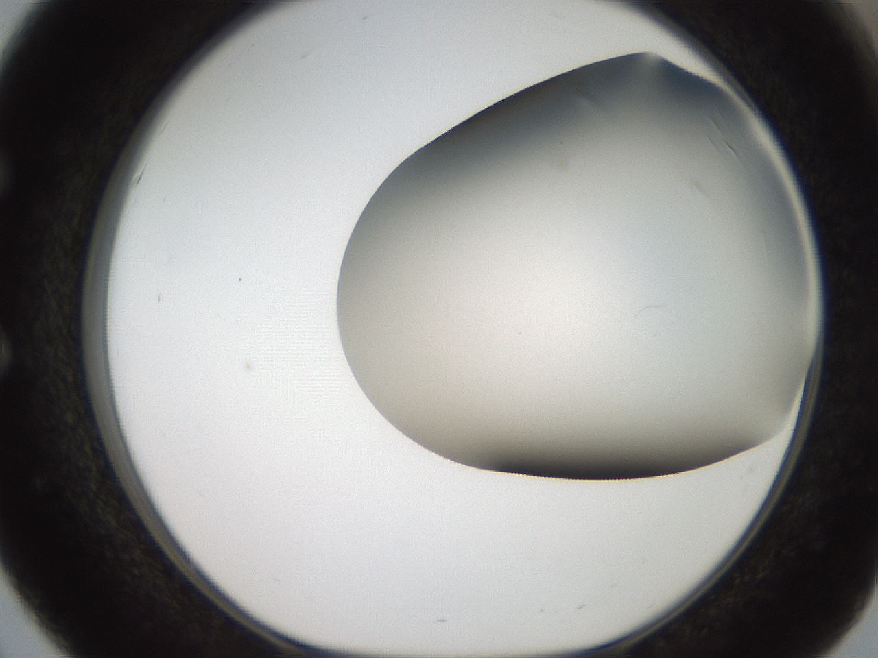 folderID401_plateID2401_batchID11542_wellNum51_profileID1_d1_r177671_ef.jpg