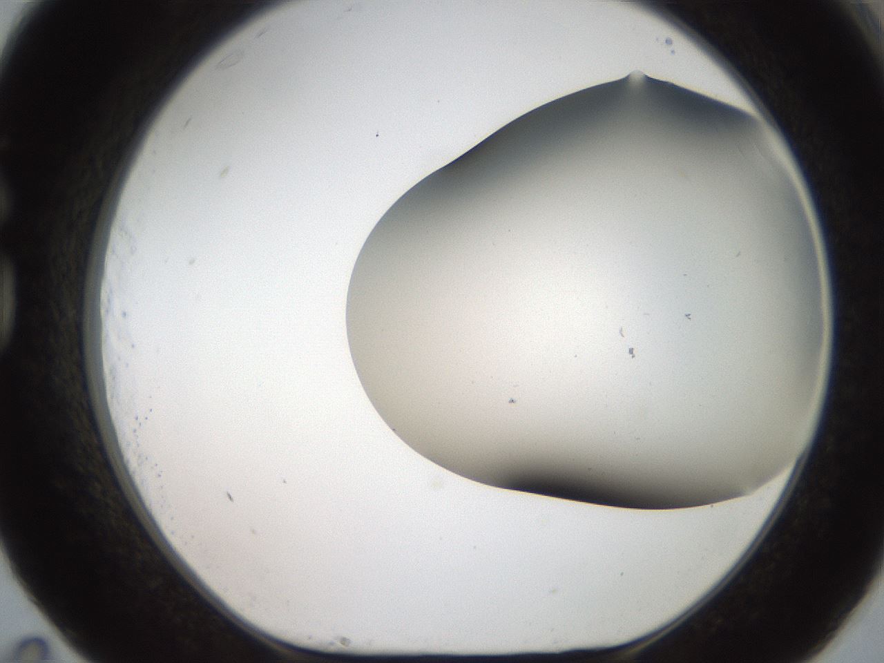folderID401_plateID2401_batchID11542_wellNum83_profileID1_d1_r177735_ef.jpg