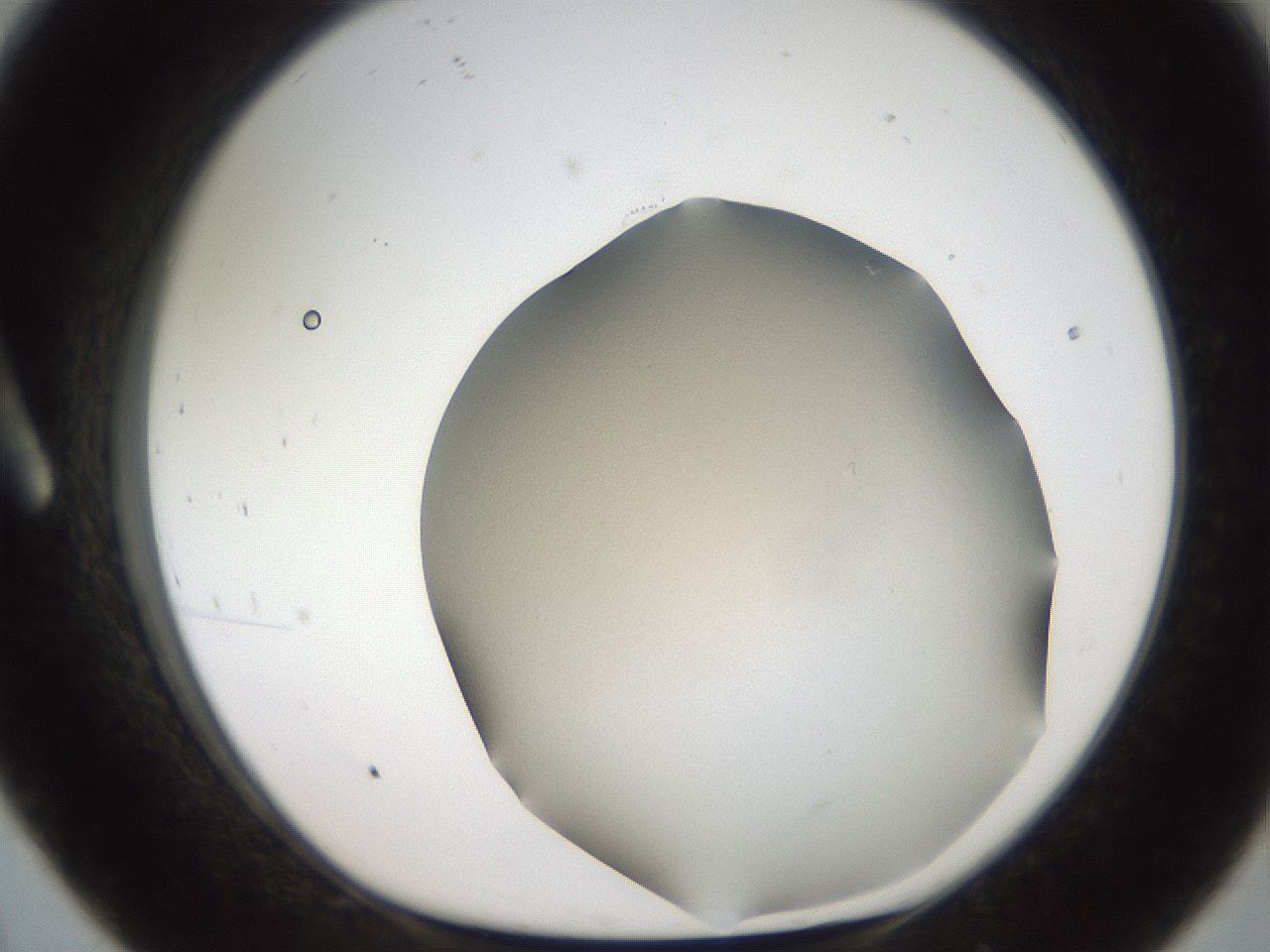 folderID401_plateID2401_batchID11542_wellNum8_profileID1_d1_r177585_ef.jpg