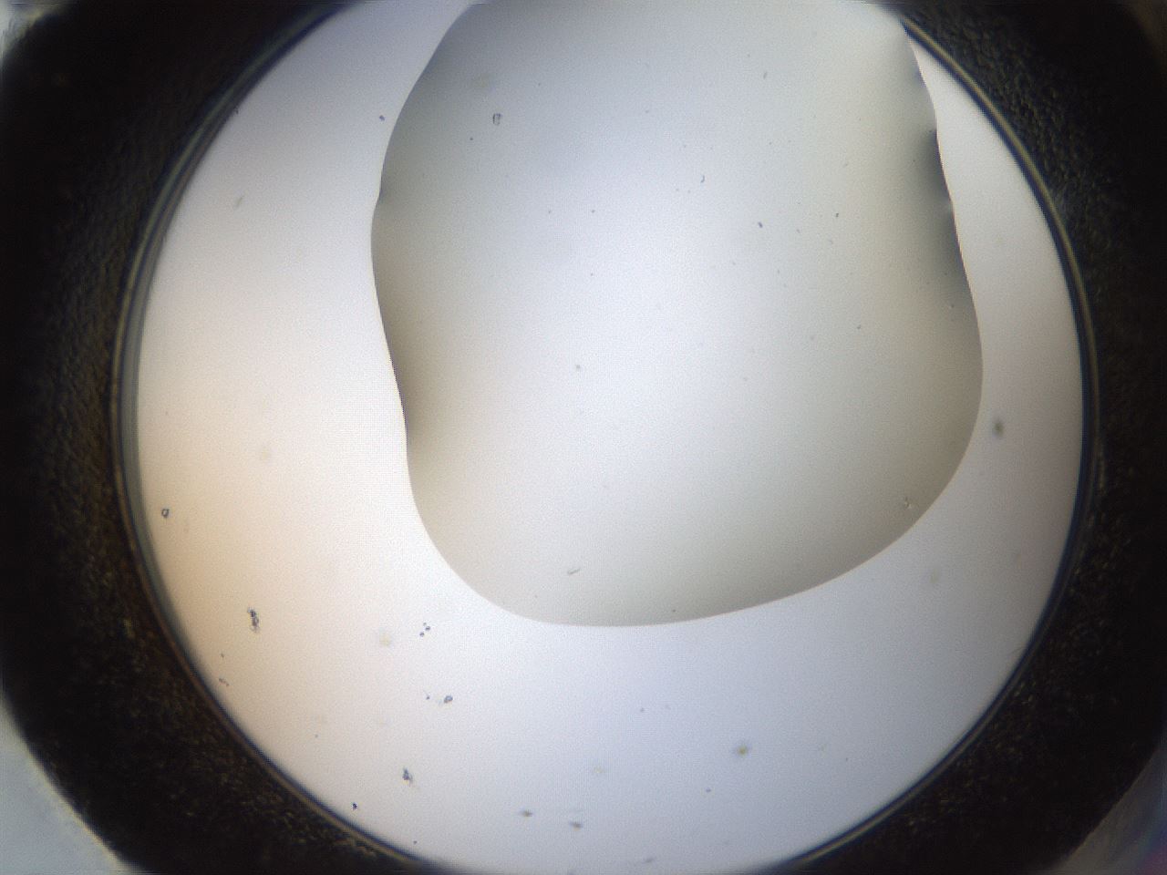 folderID401_plateID2401_batchID11542_wellNum95_profileID1_d2_r177760_ef.jpg