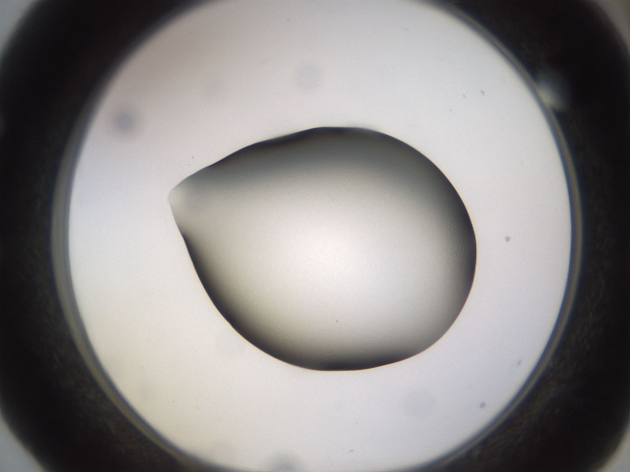 folderID402_plateID1402_batchID5054_wellNum52_profileID1_d1_r85317_ef.jpg